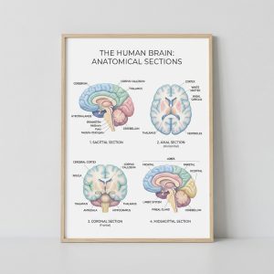 Human Brain Educational Poster