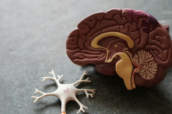 Neurobiology of Bonding